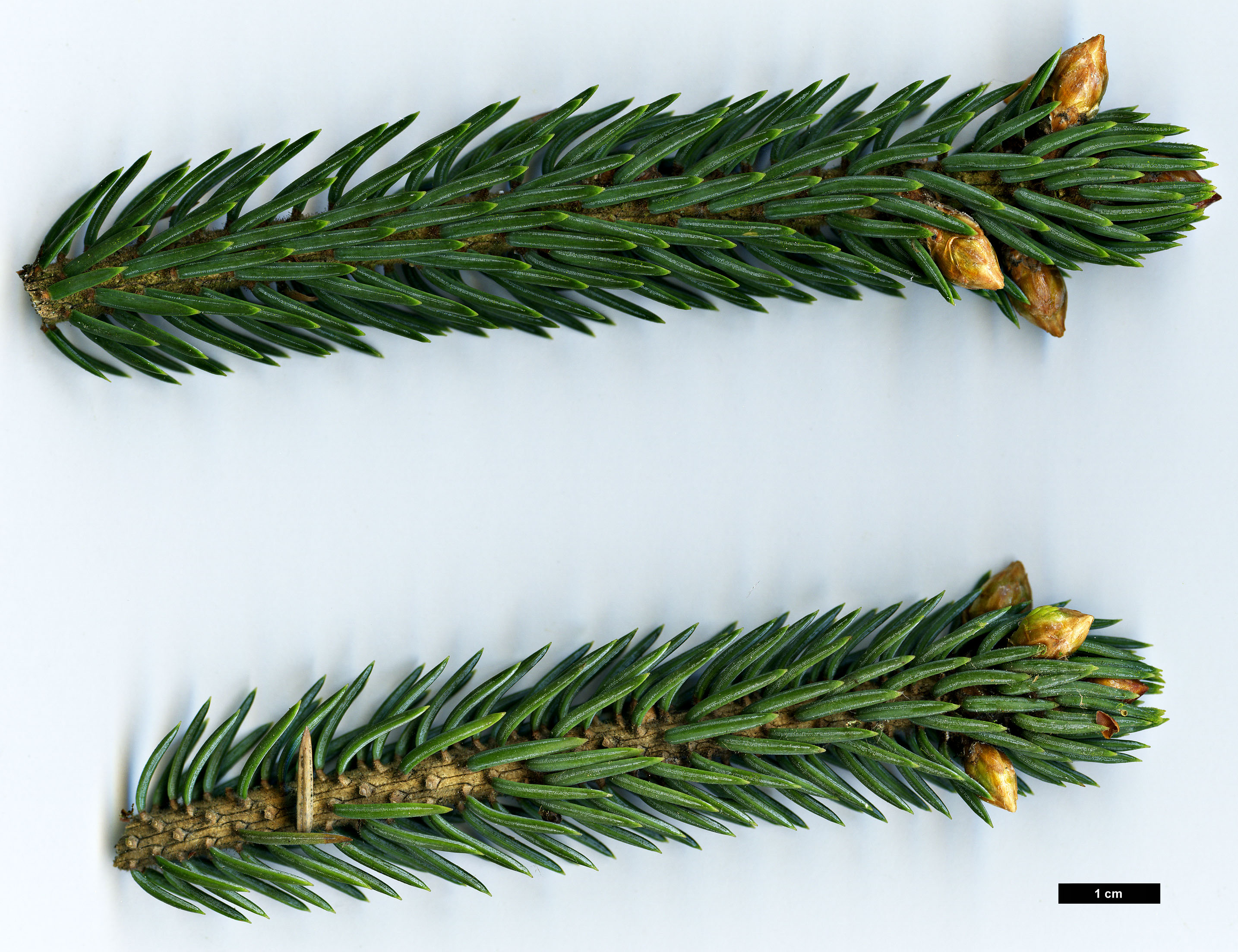 High resolution image: Family: Pinaceae - Genus: Picea - Taxon: likiangensis - SpeciesSub: var. hirtella